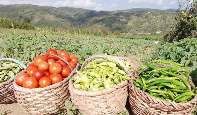 Tarım ÜFE yüzde 50,31 artış gösterdi!