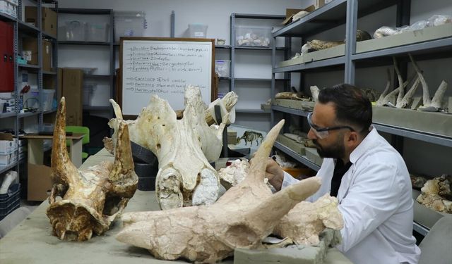 Kayseri'de 7,7 milyon yıllık 3 fil kafatası bulundu!