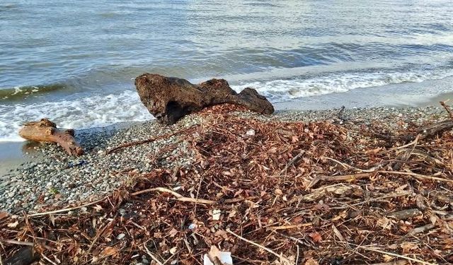 Edremit'te şiddetli lodos