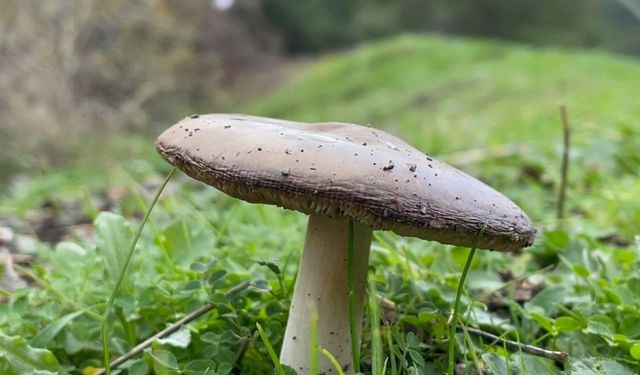 Mantar toplamaya gitti, ormanda kayboldu