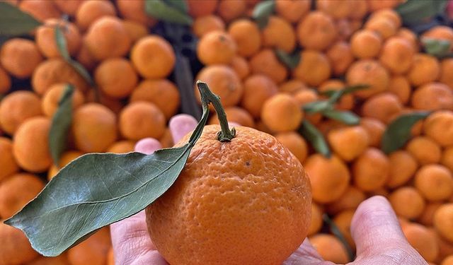 Zam şampiyonu mandalina!