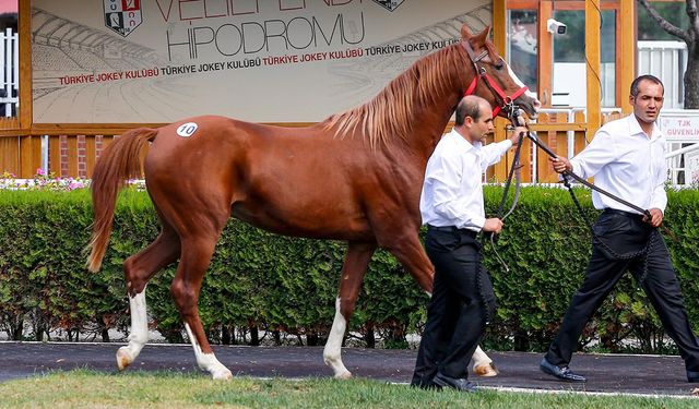 TİGEM 14 Arap kısrağı satacak!