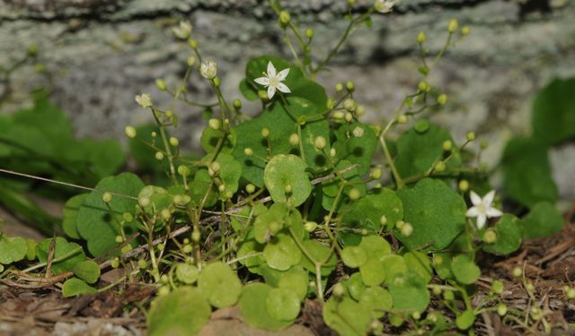 İzmir’de yeni bitki türü keşfedildi