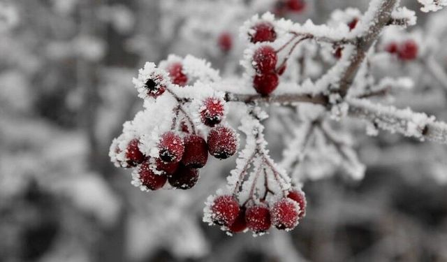 Zirai don riski için doğru önlemler alın!
