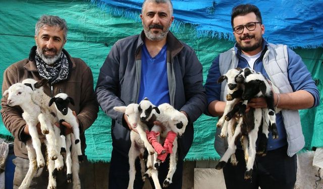 Tek batında 9 kuzu doğurdu!