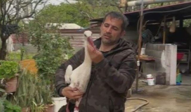 Göç yolundaki leylekleri av tüfeğiyle vurdular!