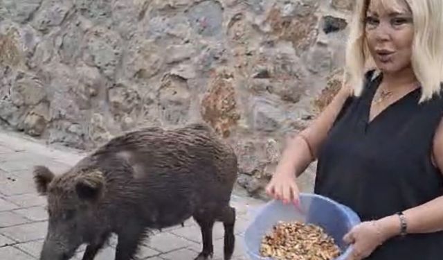 Safiye Soyman domuzu elleriyle besledi!