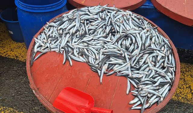 Hamsinin kilosu 200 lira