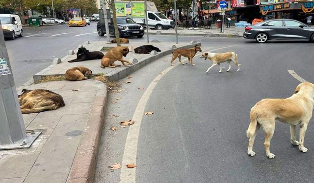 İstanbul Valiliğinden belediyelere yazı: Hızlı toplayın!
