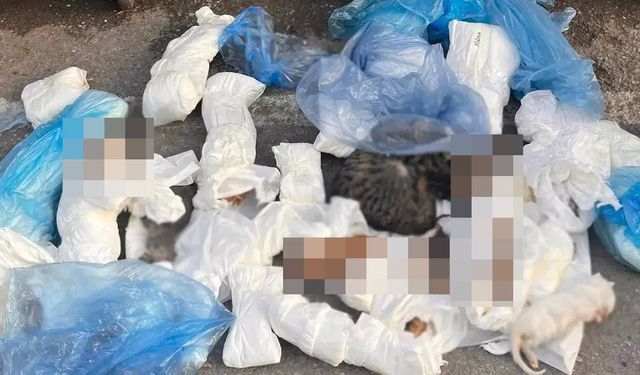 İzmir'de 33 kedi ölü bulundu!