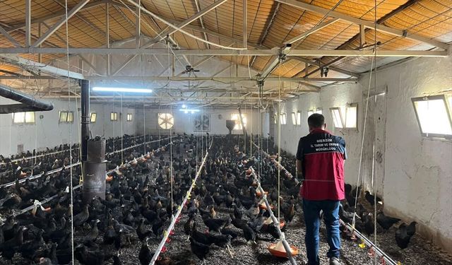 Menşei belirsiz binlerce tavuğa el konuldu
