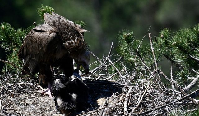 Kara akbaba "Doruk" yuvasında yavrusuyla görüntülendi