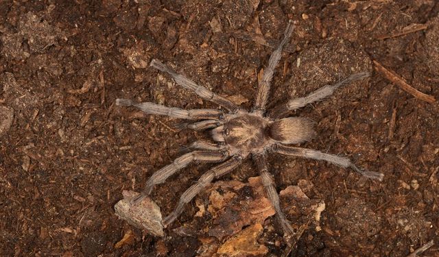 Aydın’da bulunan tarantula türü tescillendi