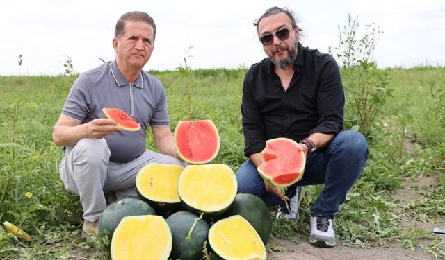 Bu da sarı karpuz: Hasat için gün sayıyor!