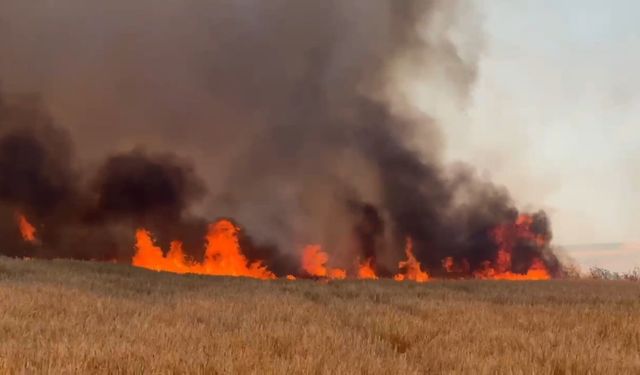 Tekirdağ'da 300 dönüm kül oldu