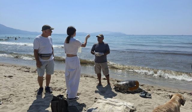 Ege kıyılarında alarm: 3 caretta caretta sahile vurdu
