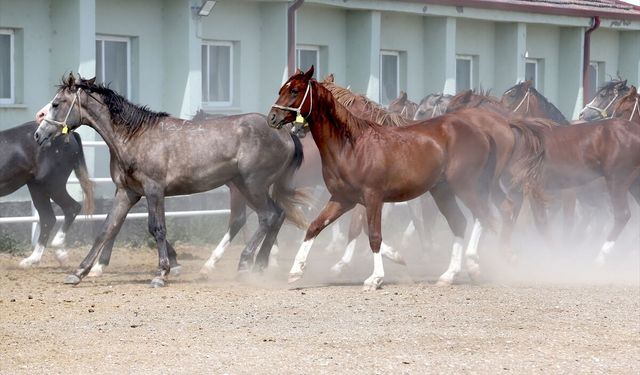 Safkan tay müzayedesinde rekor gelir