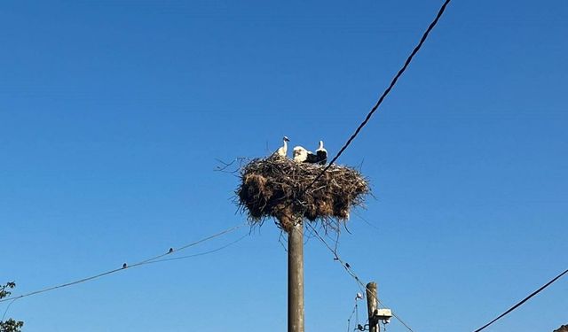 Elektrik direğindeki yuvadan kurtarıldılar