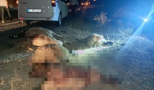 Otomobil koyunların arasına daldı!
