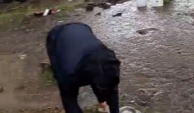 Samsun’a giden fındık işçilerini yağmur vurdu