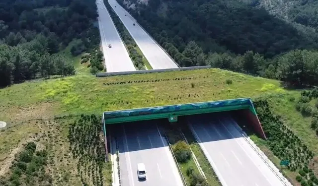 Kara ve demir yollarında 21 ekolojik köprü yapıldı