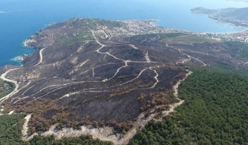 İzmir’in yanan alanları yeşillendi
