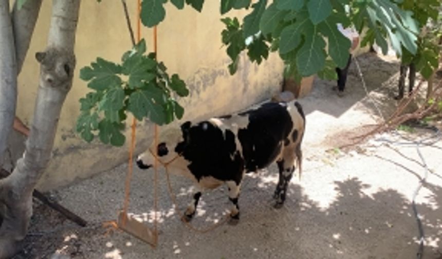 Kaçan boğa panik yarattı