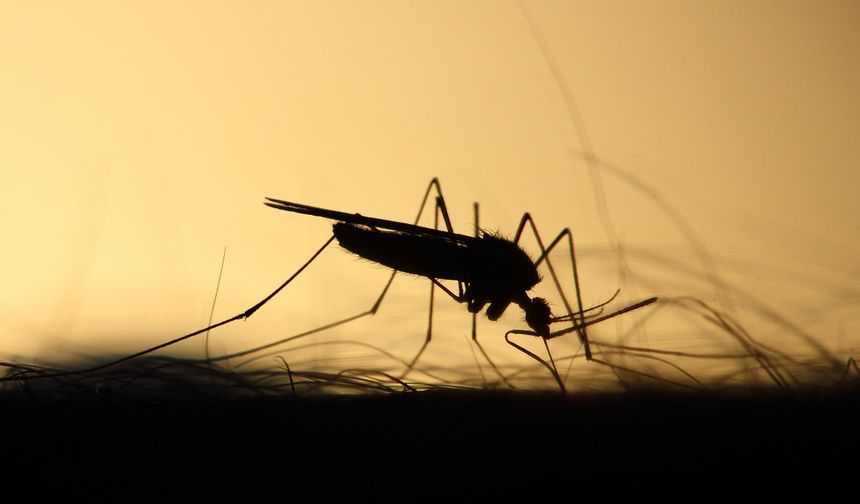 Sağlık Bakanlığı'ndan sivrisinek rehberi