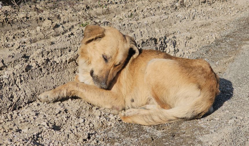 Kastamonu'da dehşet veren olay: Köpekleri uyuşturup araziye attılar
