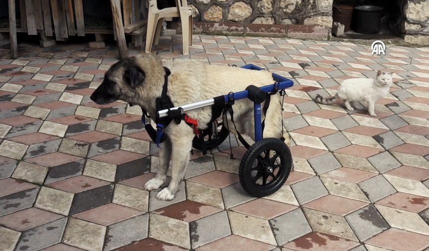 Arka ayakları felç olan 'Gümüş' yürüteç desteğiyle adım attı