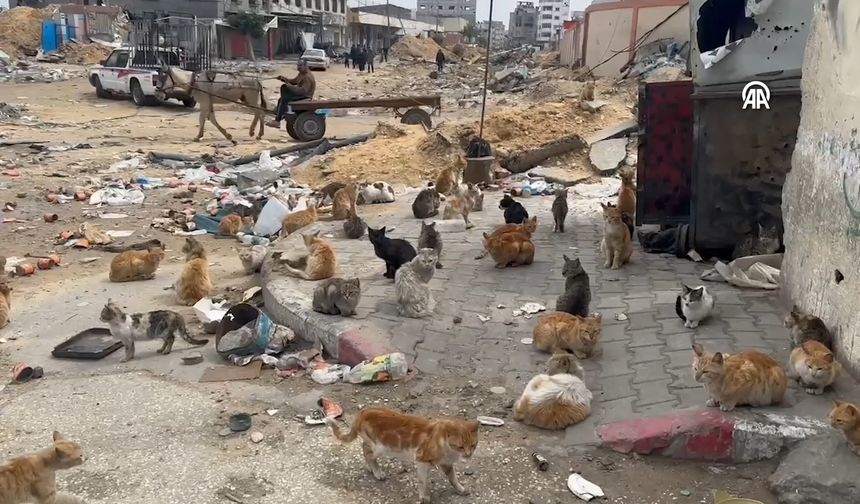 Gazze'de yaşanan kıtlık sokak hayvanlarını da olumsuz etkiliyor