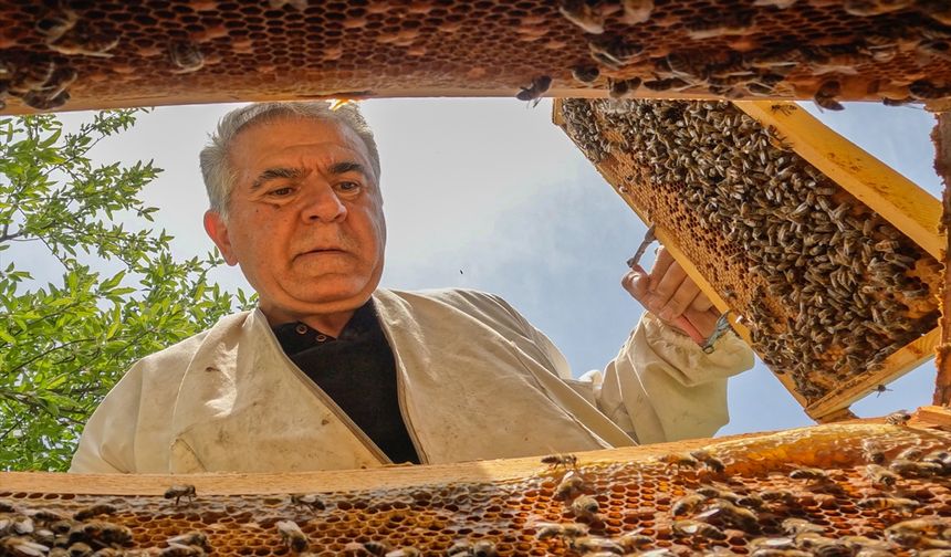 Ankara'da baharın gelmesiyle arıların tatlı telaşı başladı!