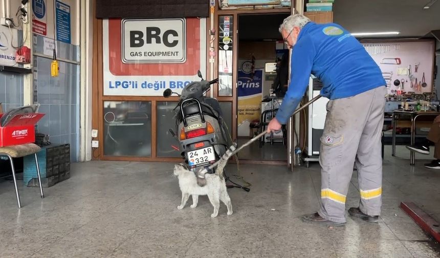 "Paşa" fırçayı görünce dayanamıyor!