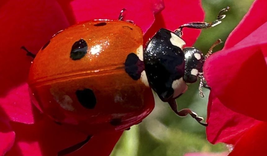 Doğal bir biyolojik mücadele aracı: Uğur Böcekleri!