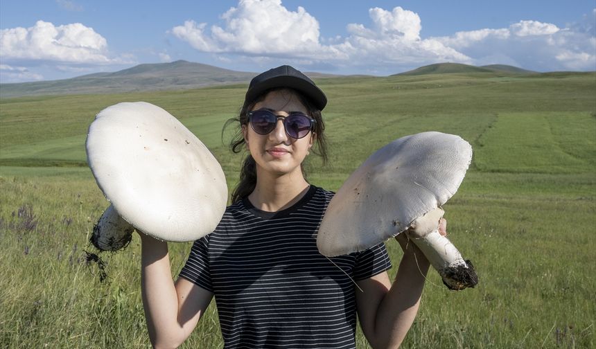 Kars'ta yağışların ardından "dev mantar" bereketi