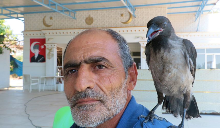 Kurtardığı yavru kargaya çocuğu gibi bakıyor