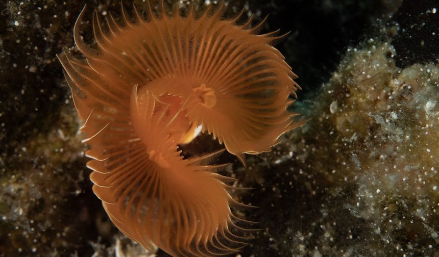 Karaburun'da farklı türlerde deniz canlıları görüntülendi