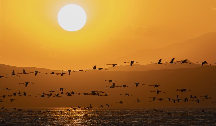 Van Gölü Havzası'nın flamingoları