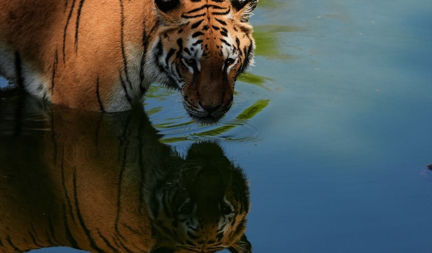 İzmir Doğal Yaşam Parkındaki Bengal Kaplanları