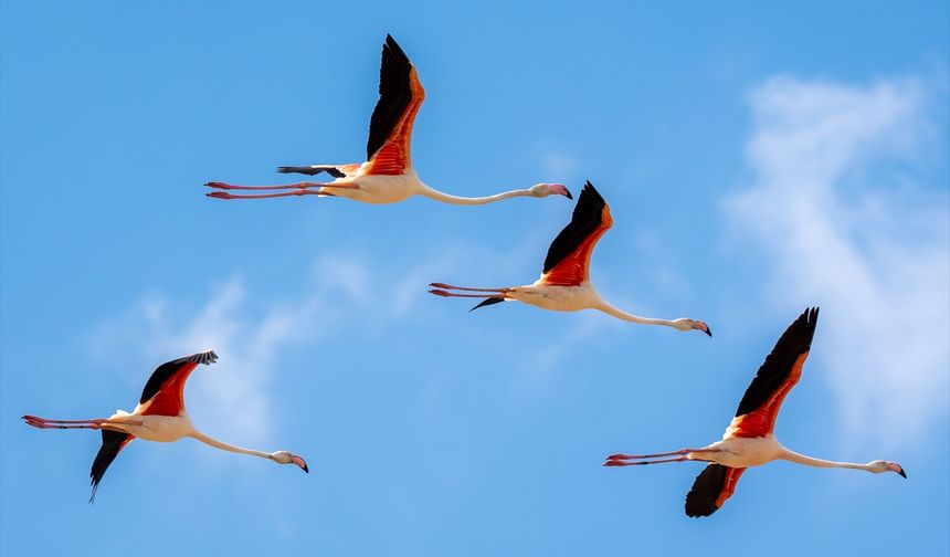 Misafir flamingoların göç hazırlığı