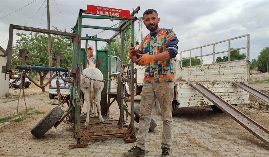 "Nalbulans" ile sahipsiz hayvanlara ücretsiz tırnak bakımı