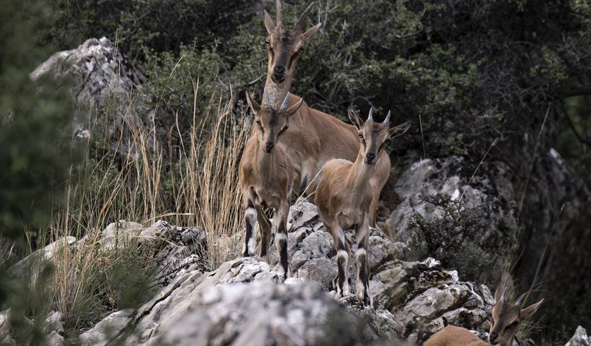 Koruma altındaki yaban keçileri Toros dağlarında görüntülendi