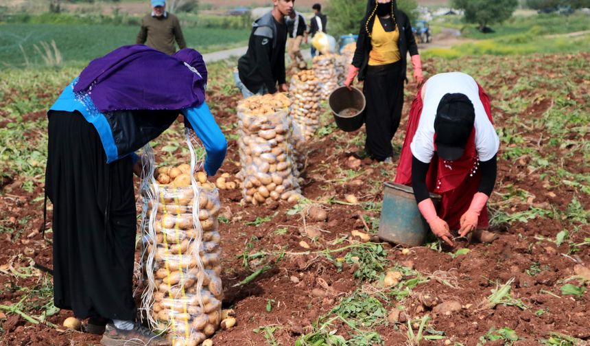 Erzincan’da patates hasadı