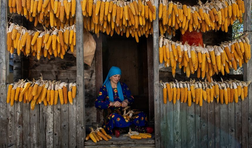 Karadeniz bölgesinin serenderlerinde kışa hazırlık mesaisi