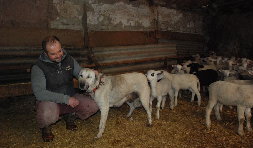 Çoban köpeği, yavrusuyla birlikte 6 kuzuyu besliyor!