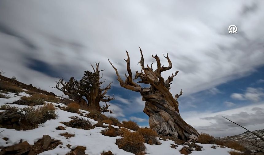 İşte dünyanın en yaşlı ağacı ''Methuselah''