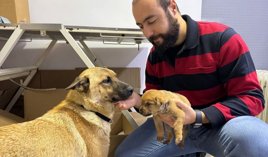 Sahipsiz köpek ölmek üzere olan yavrusunu veterinere getirdi!