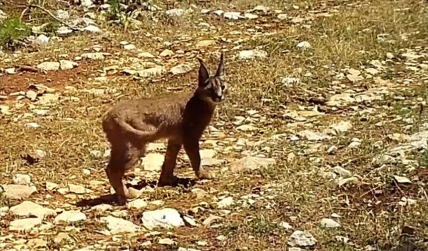 Nesli tehlike altındaki karakulaklar fotokapana yansıdı!