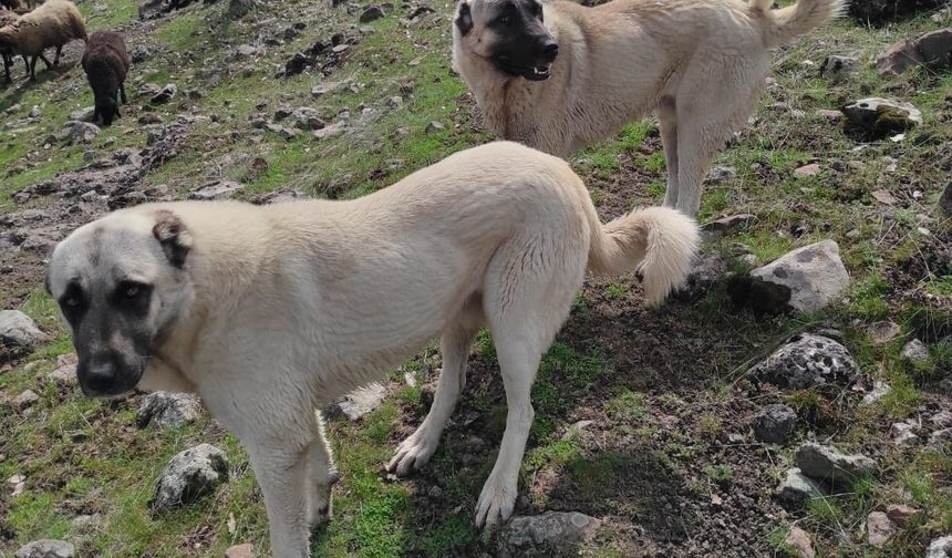 Avcılar bir kangalı öldürdü, birini yaraladı!