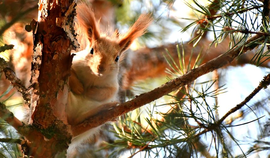 Sarıkamış'ta ormanlar kızıl sincaplarla şenlendi